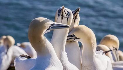 开云体育APP下载-丹麦羽毛球队力克英格兰羽毛球队，林丹打破历史纪录