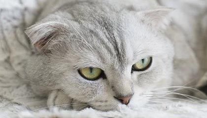 开云体育app-韩国羽毛球队碾压泰国羽毛球队，斯里坎特送出助攻