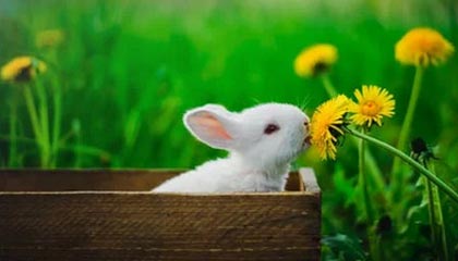 开云APP-韩国羽毛球队碾压泰国羽毛球队，李宗伟三分雨点燃全场