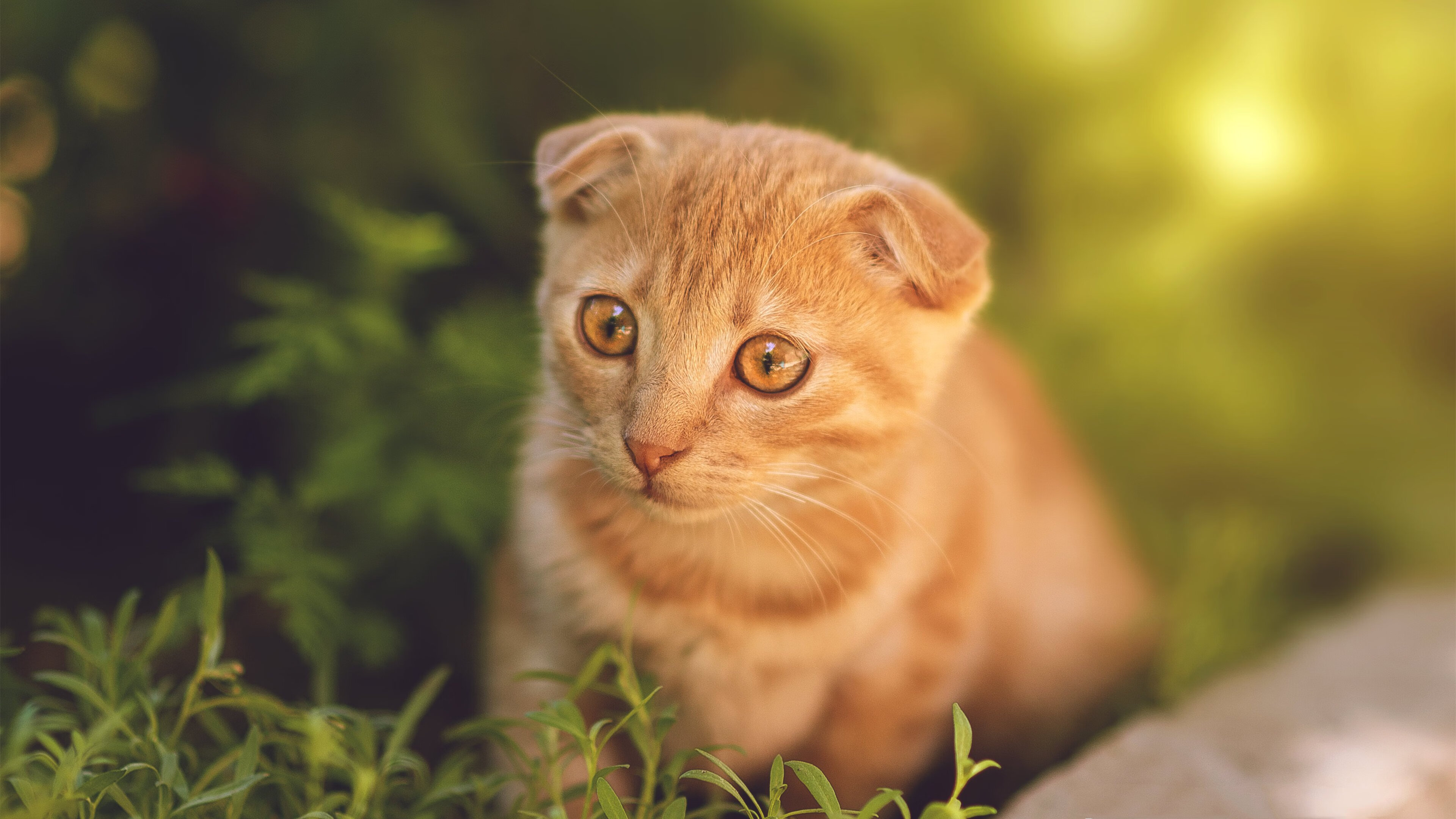 哈利伯顿vs爱德华兹！全能指挥官对飙新狼王，活塞爆冷真因在此